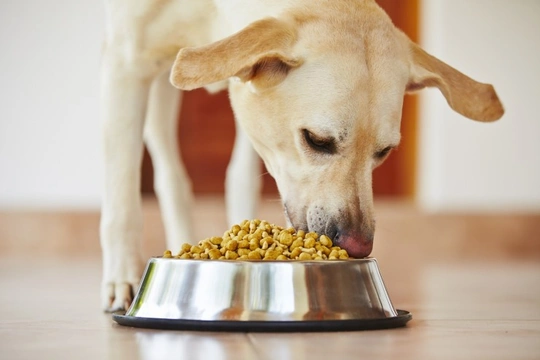 fresh dog food uk 