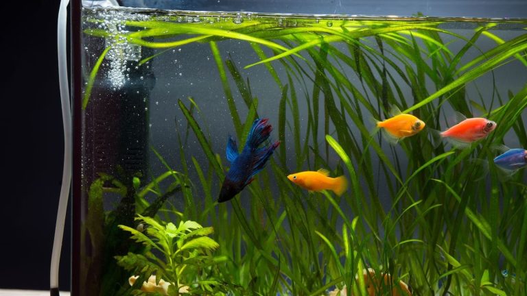 What Should You Consider When Choosing a Fish Tank Air Pump?